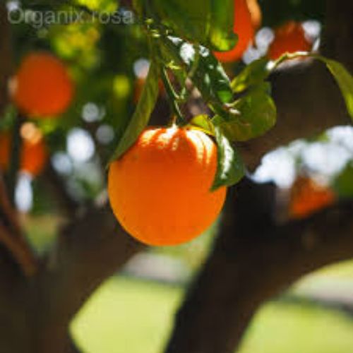 Orange Kinnow Fruit Plant Manufacturer & Supplier in India